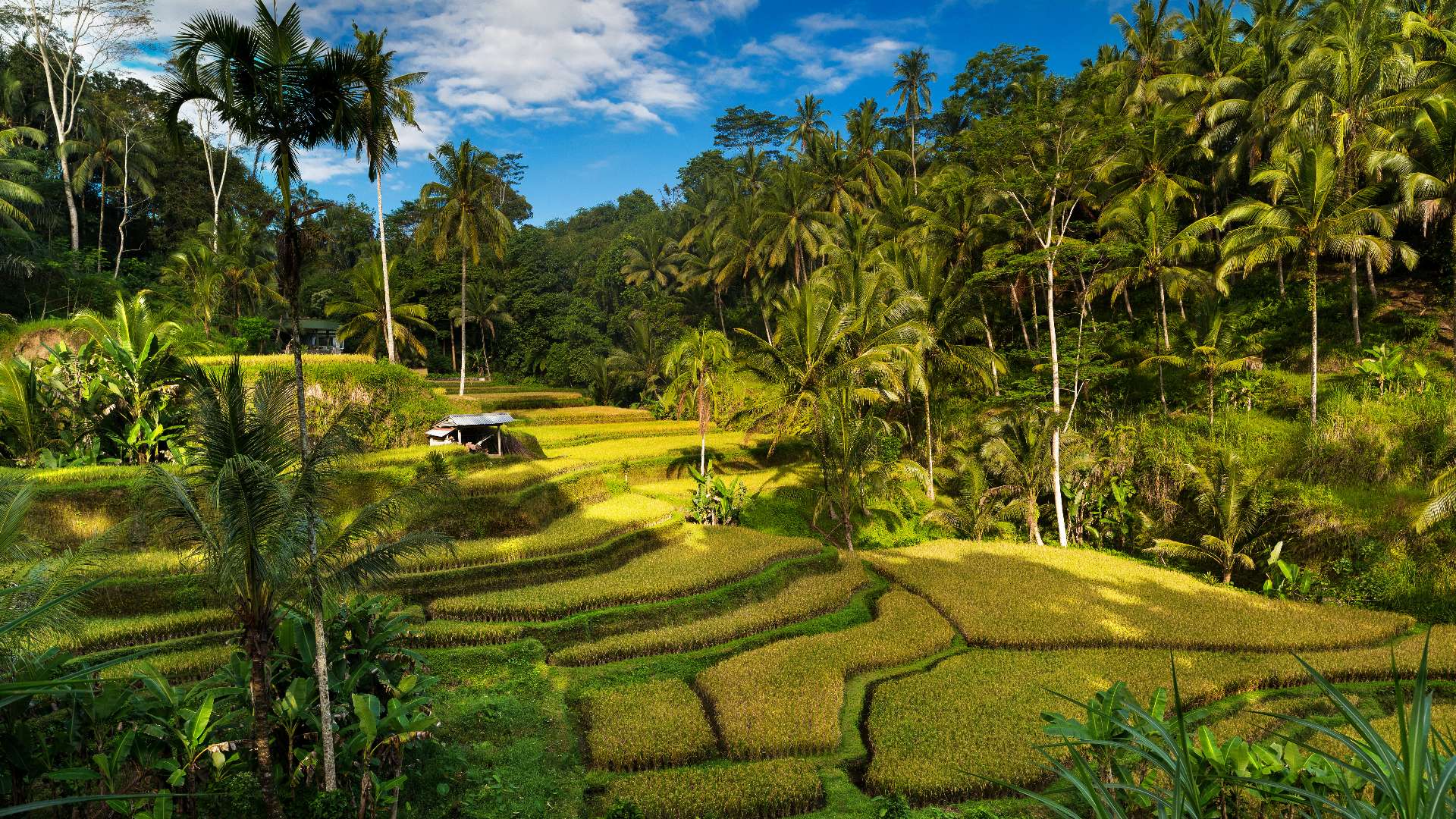 Ubud rice terraces