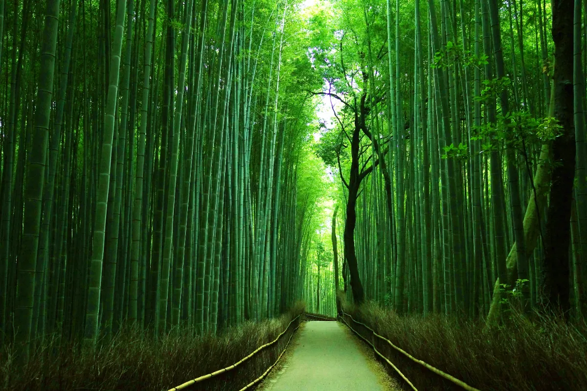 Arashiyama Bamboo Forest