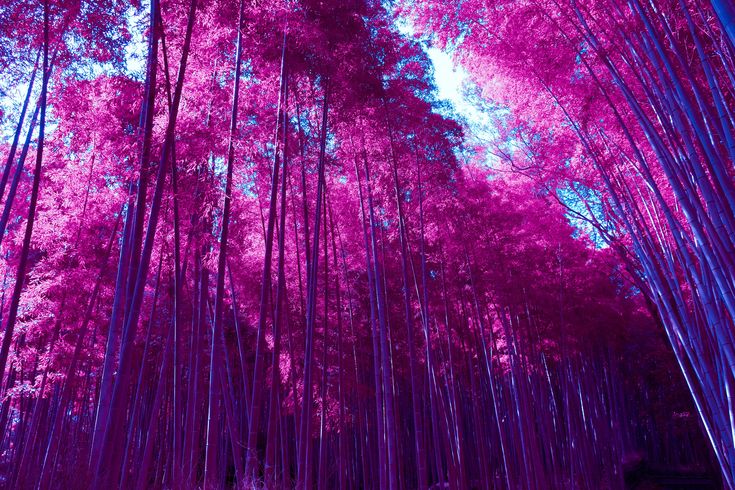Pink Forest